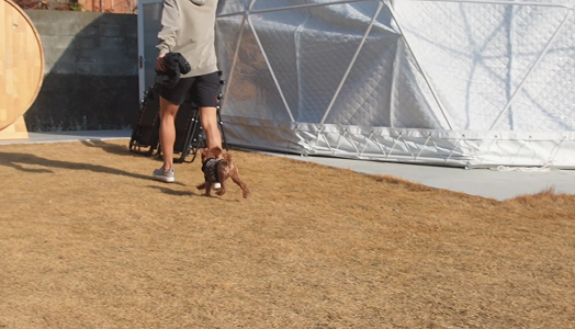 写真：ドッグランイメージ1